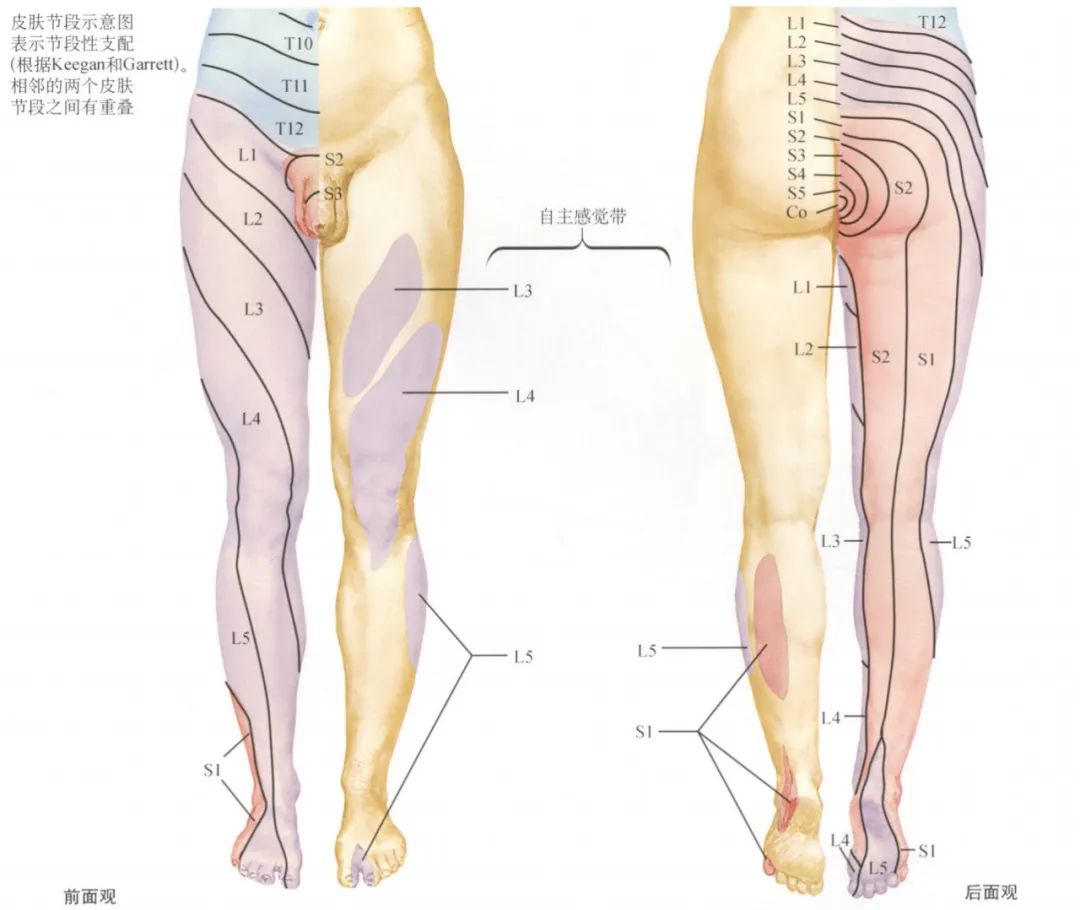 脊神经支配区域解剖图简图,脊神经及其分支的支配范围