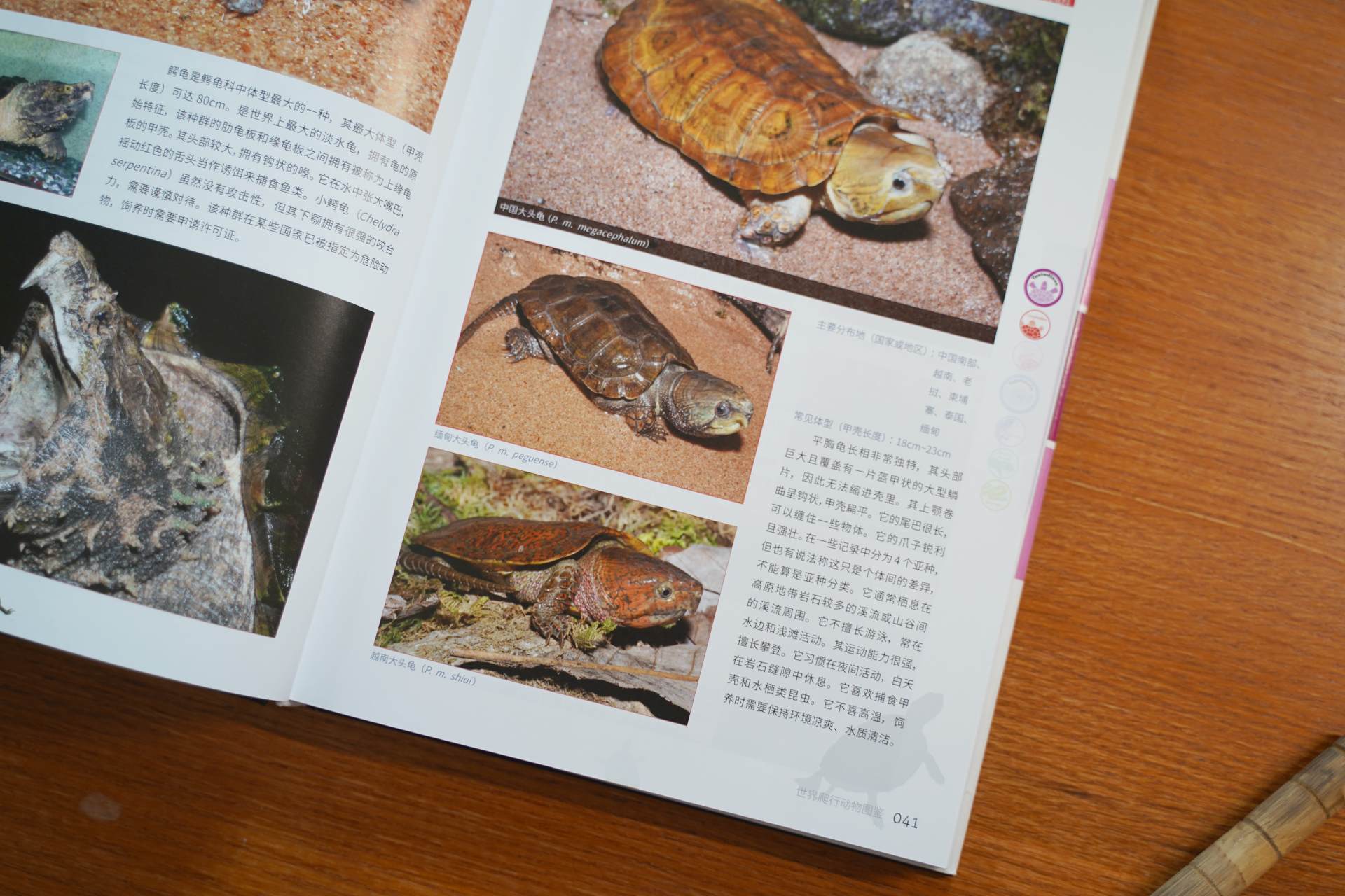 爬行动物世界动物园,世界爬行动物图鉴最新