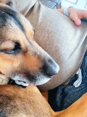 狗狗听主人胎动很惊讶,狗狗听胎动惊讶