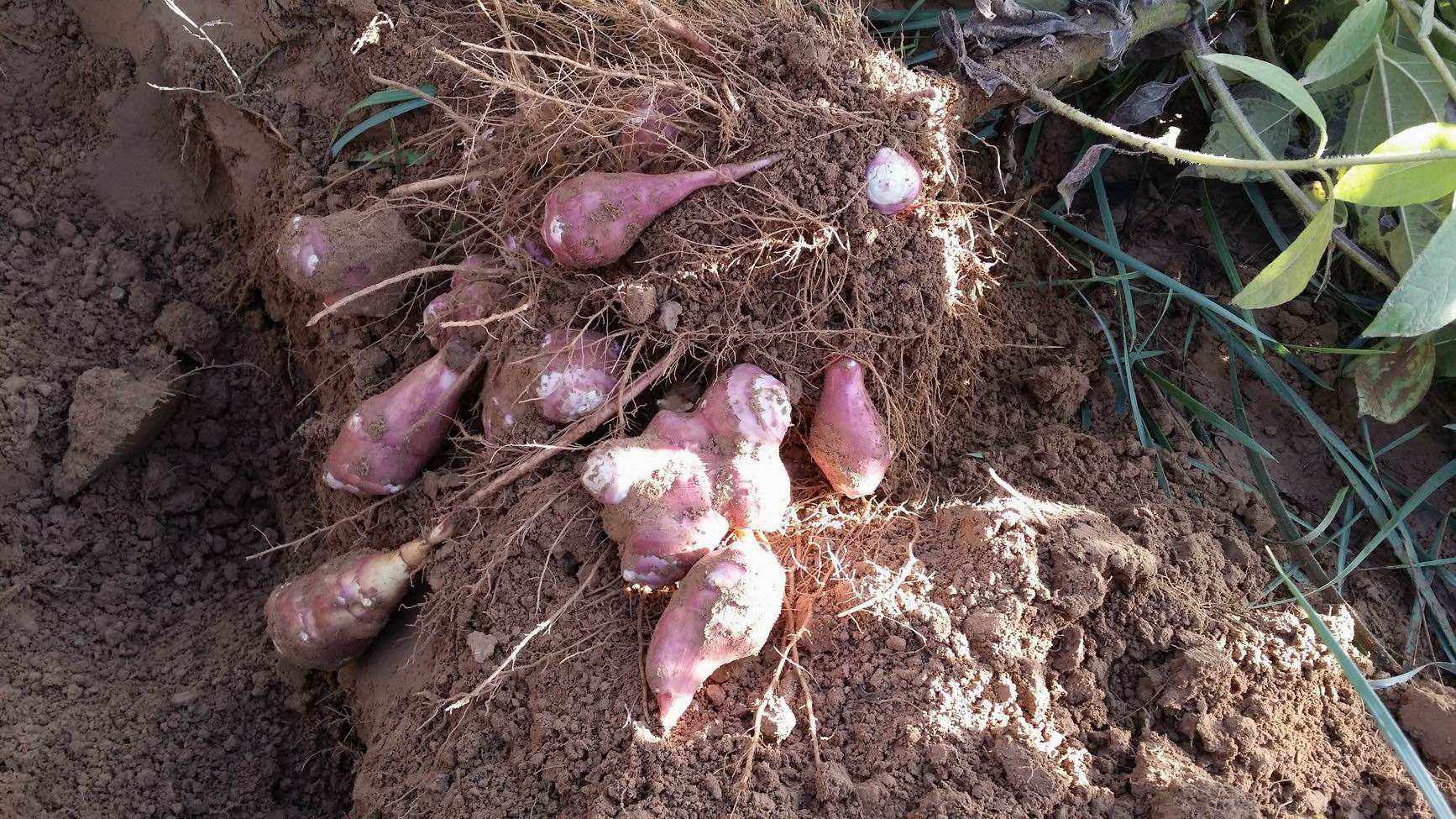 洋姜属于姜入侵物种吗,失败的入侵物种洋姜