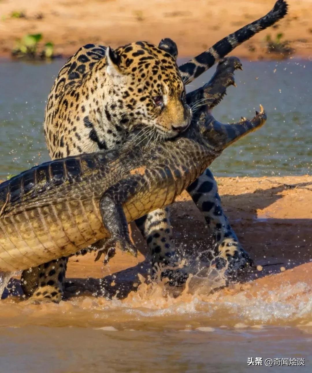 巨蟒捕食真实视频,巨蟒捕食鬣狗视频大全