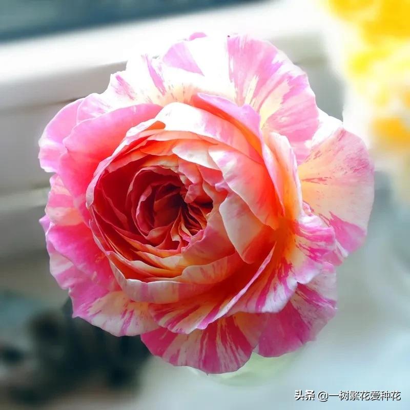 波浪边花型月季,爱杜尔马奈和伊蕾莎丝特