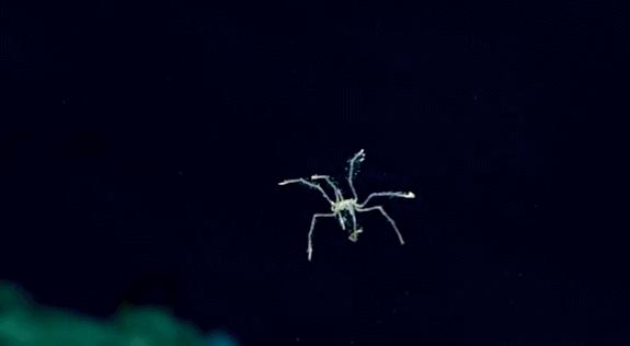 海蜘蛛真的没有天敌吗,海蜘蛛怎么存活45亿年的