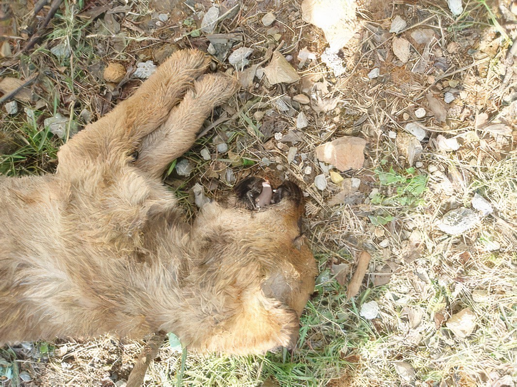 孕妇遭受连续8小时的轮奸,这种群体犯罪行为究竟有多么可怕?