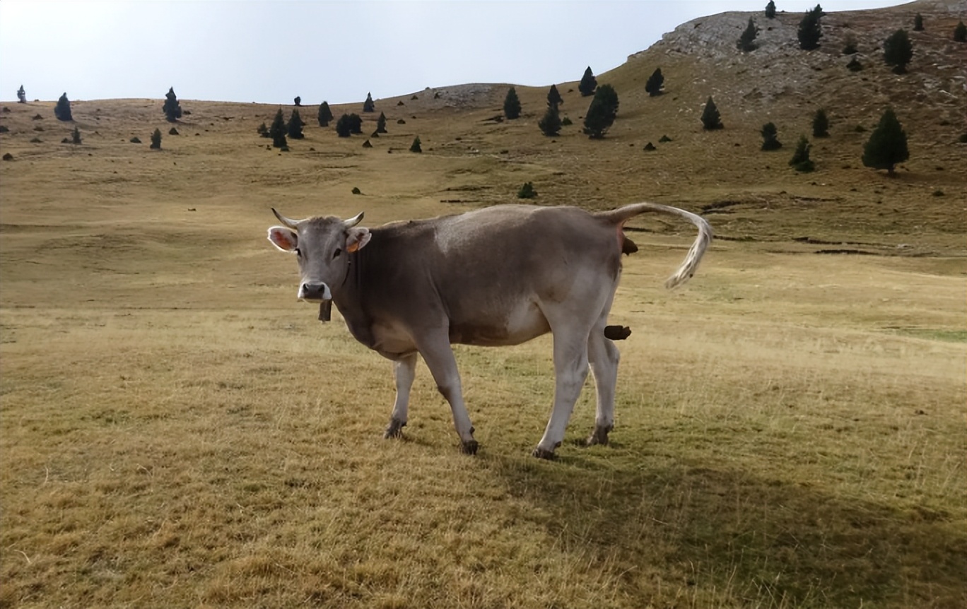牛反复拉稀的原因及解决方法,导致牛拉稀的原因