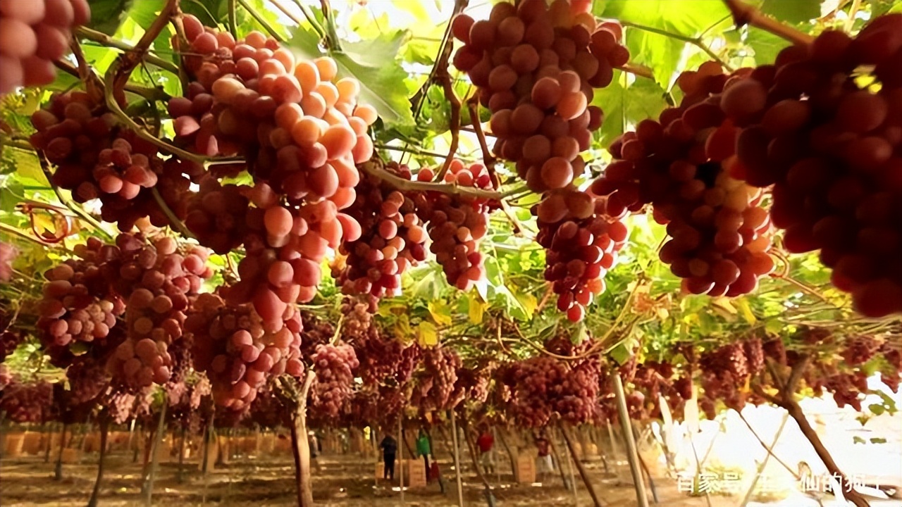 十个关于狗狗的冷知识,十个狗狗冷知识了解一下