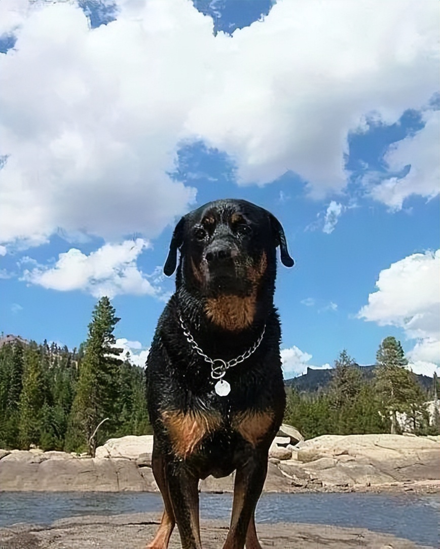 罗威纳百科全书,罗威纳犬训练教程