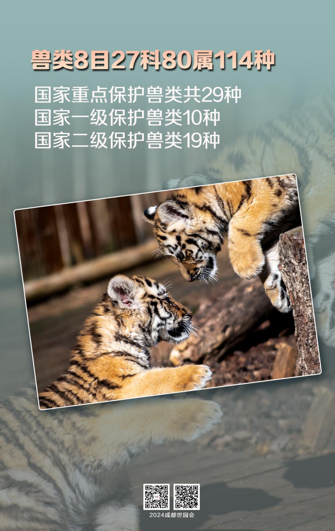 来认识长在石头上的植物,成都有哪些生物