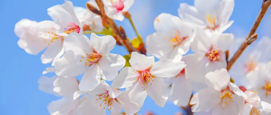 收藏全球公认的4大抗癌处方,癌症患者抗癌宝典图片