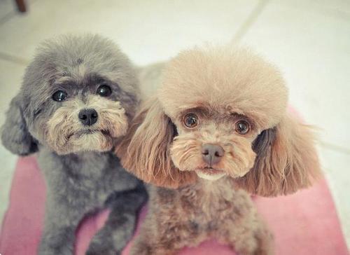 贵宾犬有泪痕吃什么狗粮好,贵宾犬有皮屑怎么治疗