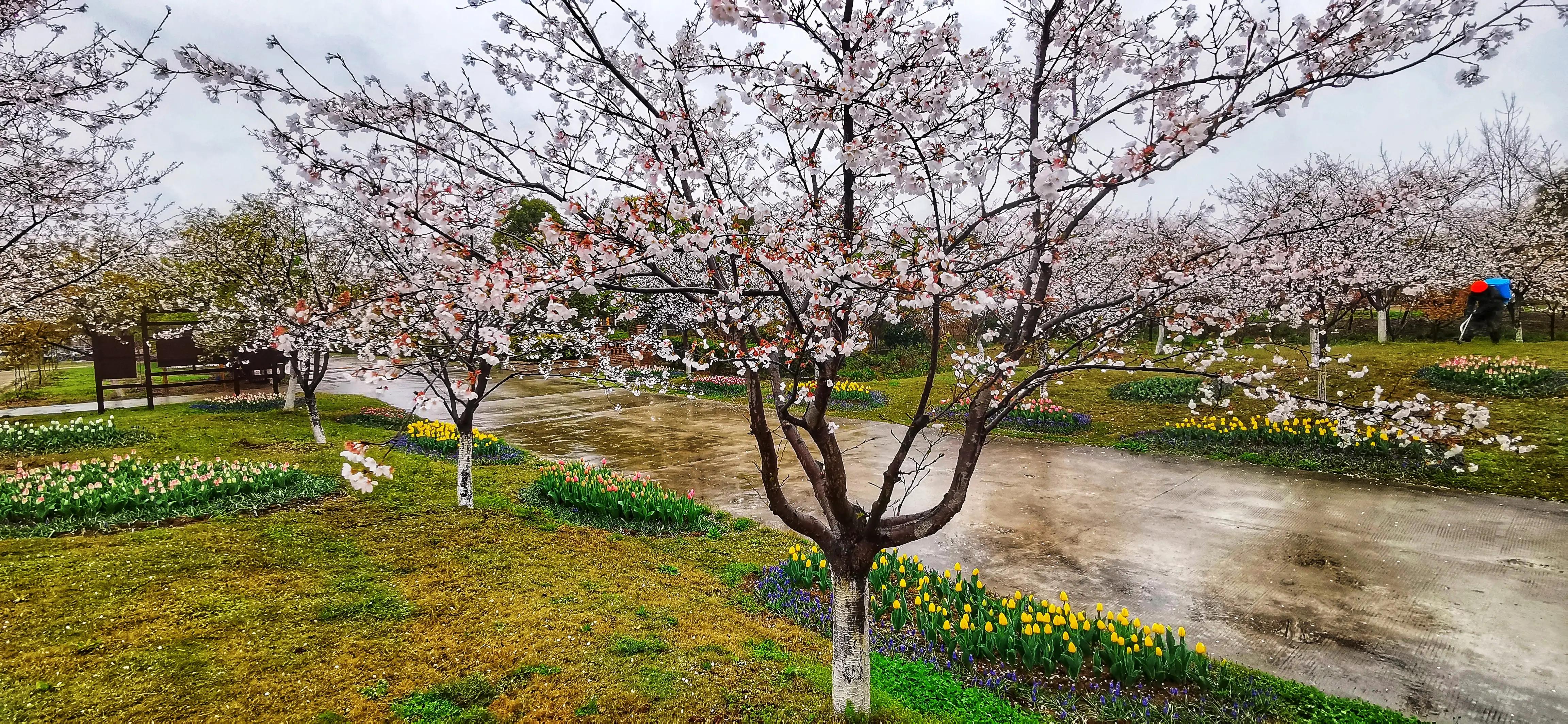 湖北宜昌花海赏花,枝江同心花海四月有什么花
