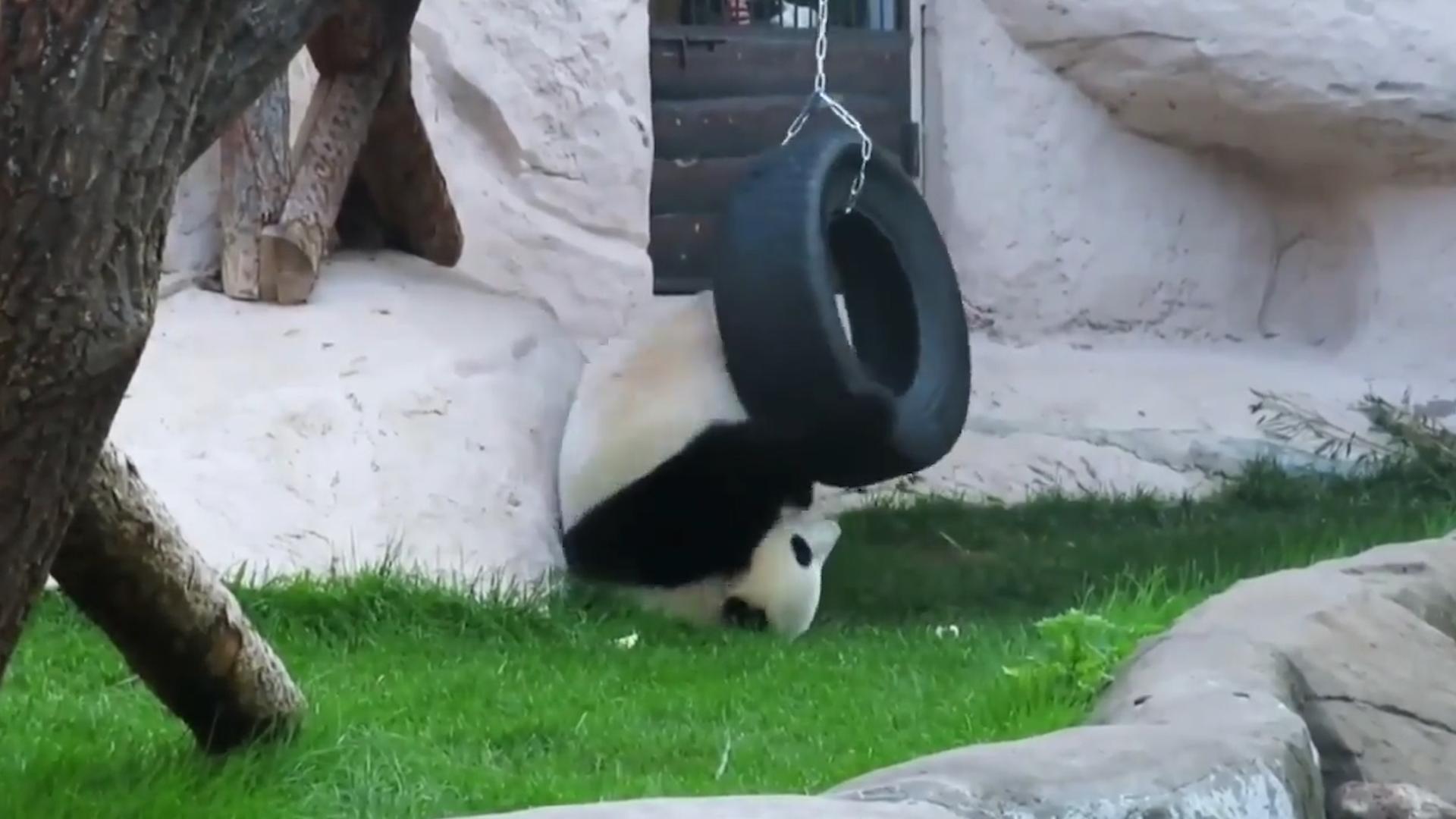 熊猫因为太能吃，1年花费400万，竟然被别国“退货”？