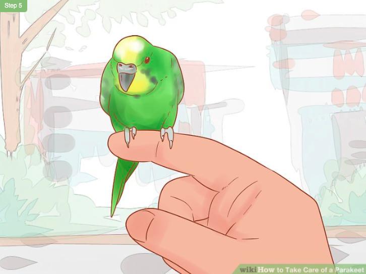 怎么照顾虎皮幼鸟,怎么照料小虎皮鹦鹉