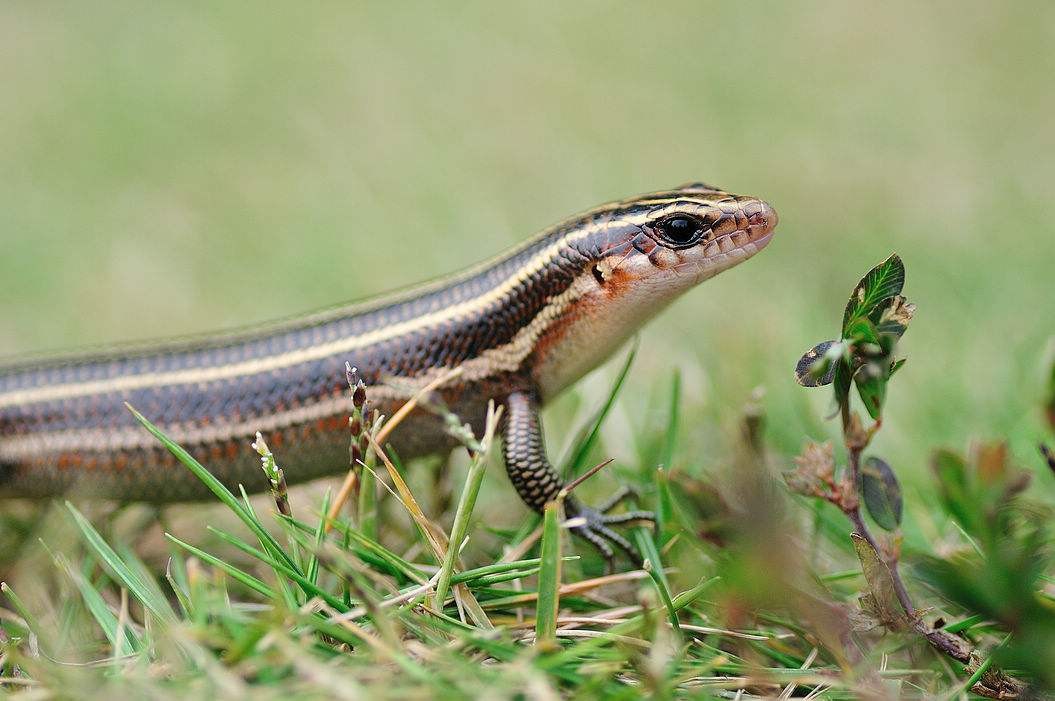 狗婆蛇是保护动物吗,农村最常见的几种蛇火蛇