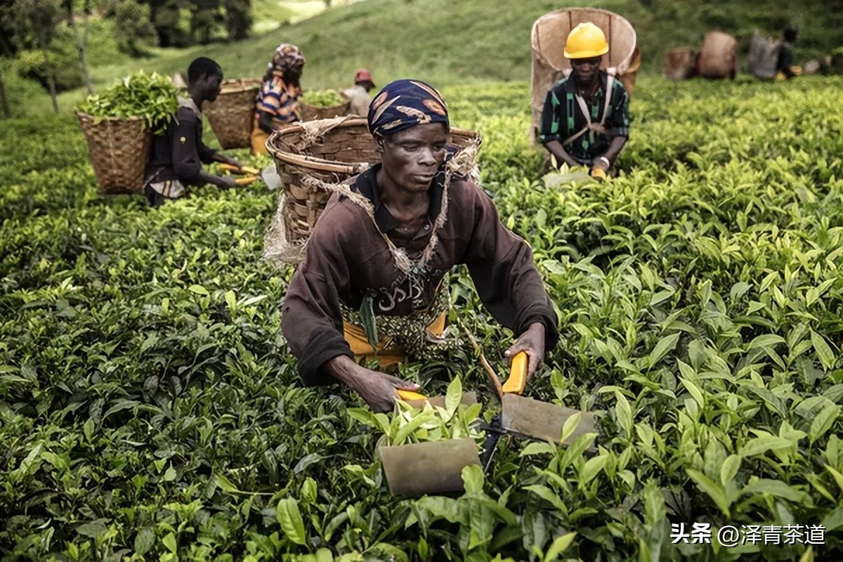 2022年茶行业未来发展与前景,未来十年茶行业的发展机会
