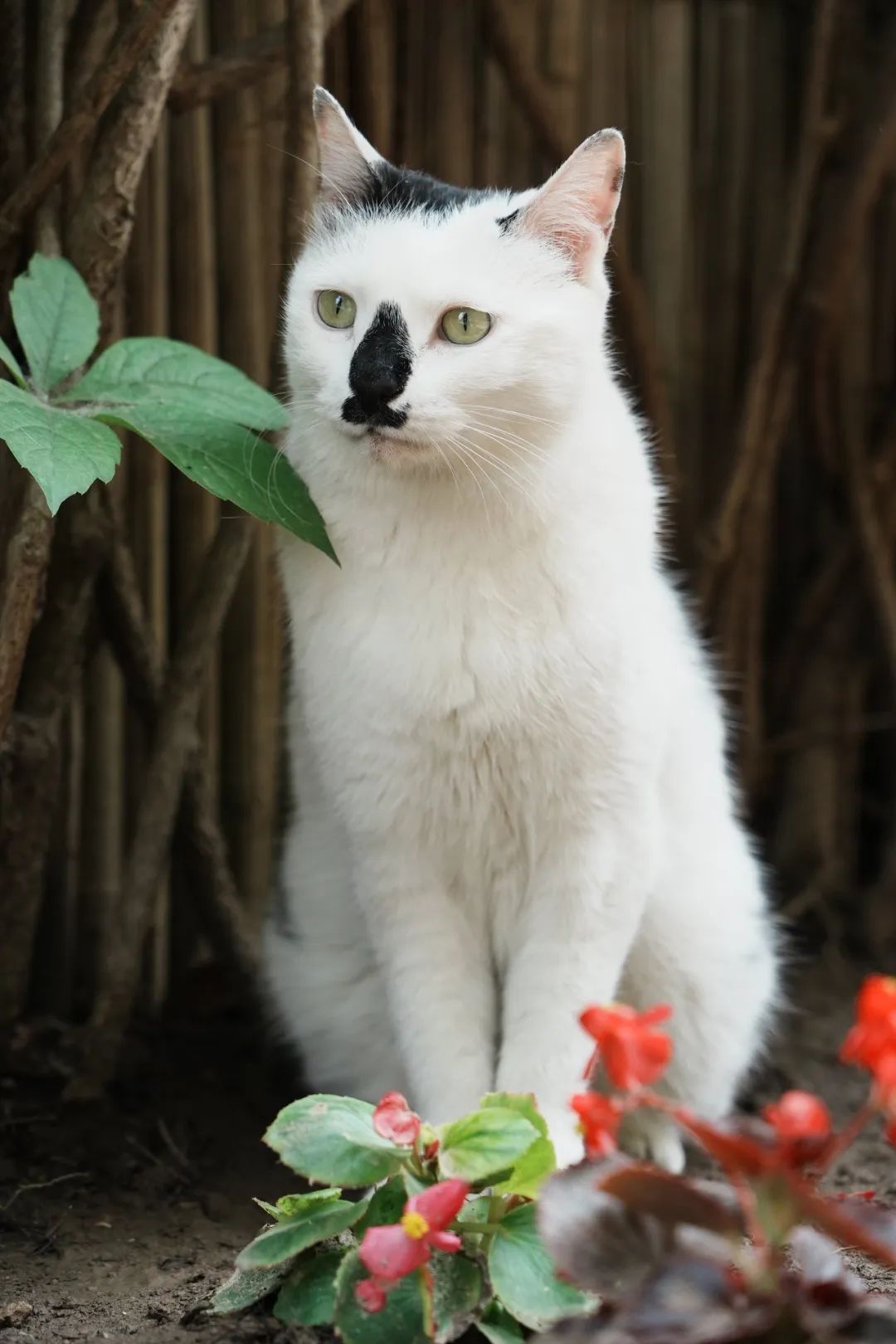 让小猫咪来治愈你,小猫咪可以治愈一切不开心的事情