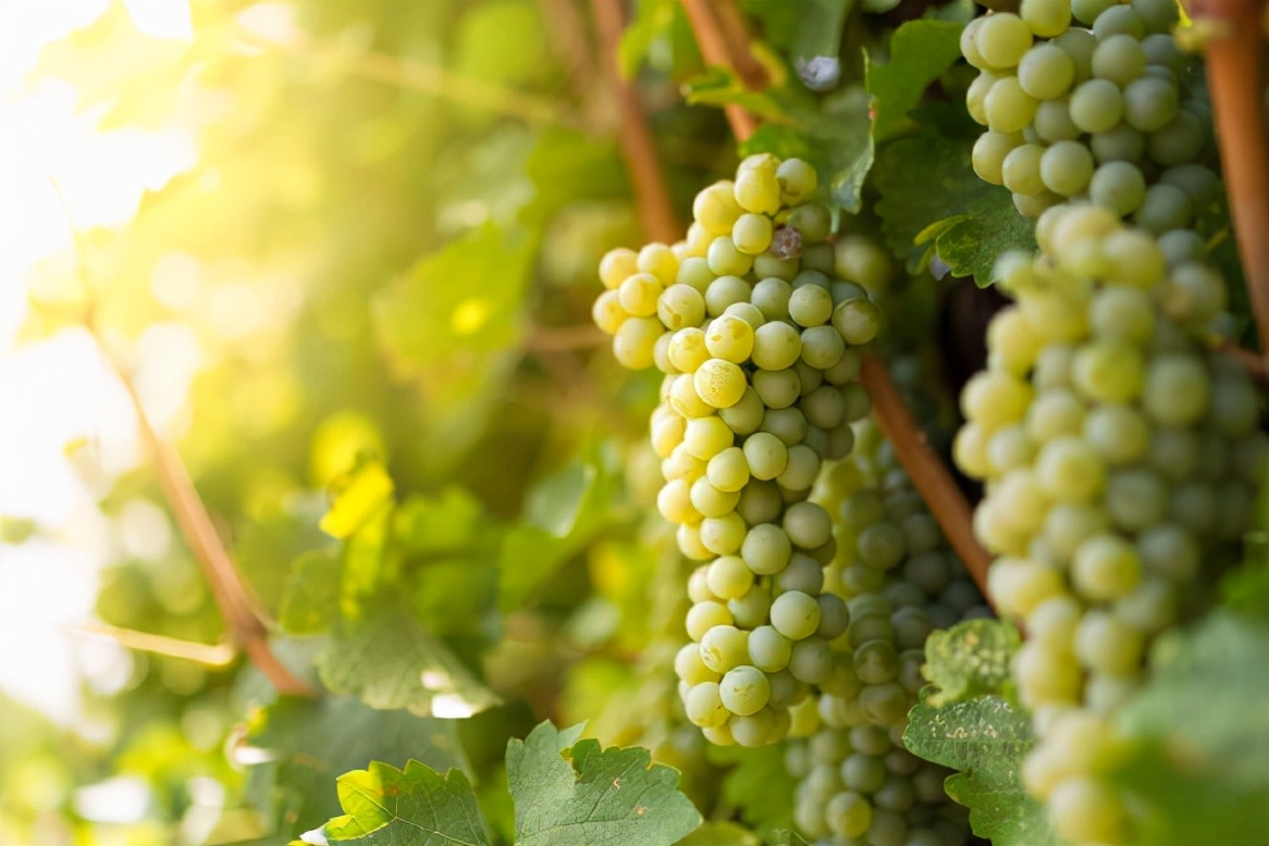 长相思白葡萄酒品种,长相思数据指南