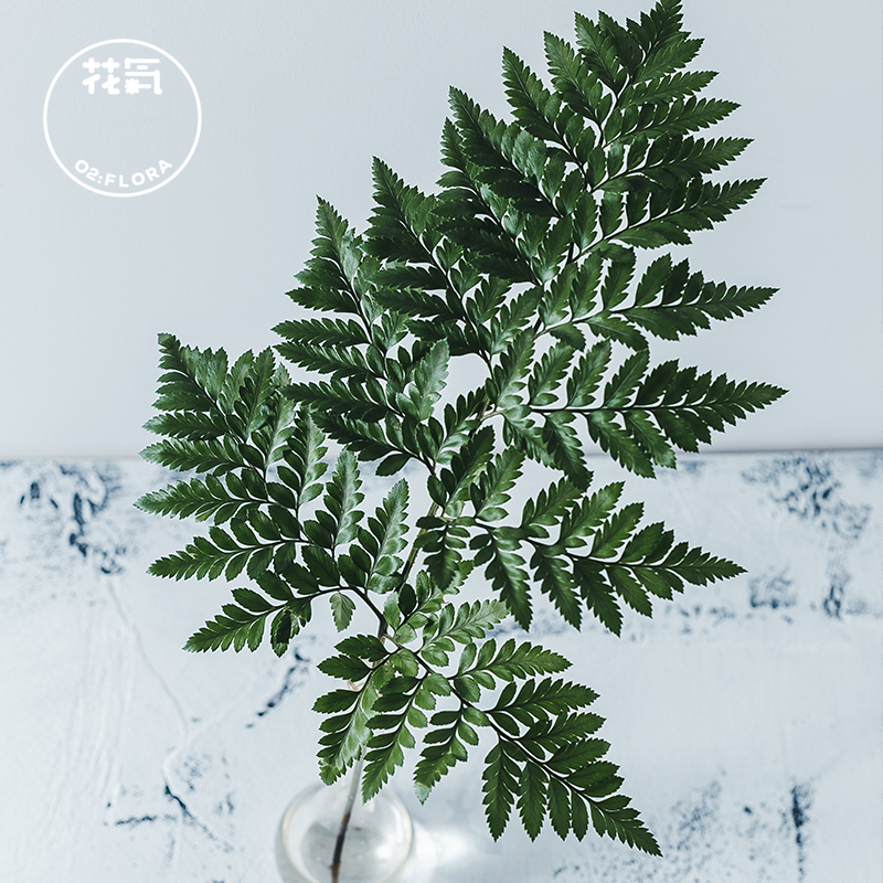 极简省钱又环保的居家生活,4款高颜值家居绿植