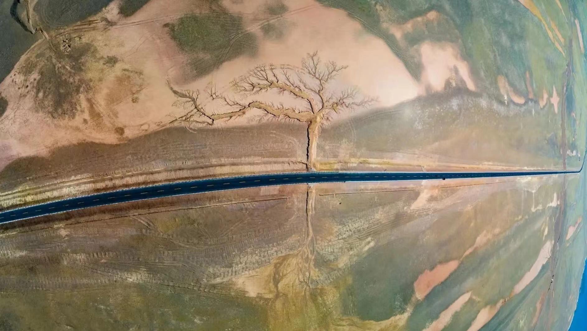 藏西的风景,西藏最美的树