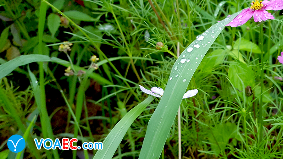 清明节不仅仅只是一个节日,清明节不是早过了吗