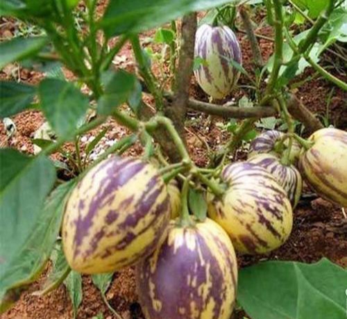 人参果来源于哪个国家的植物,人参果是什么植物结果的图片