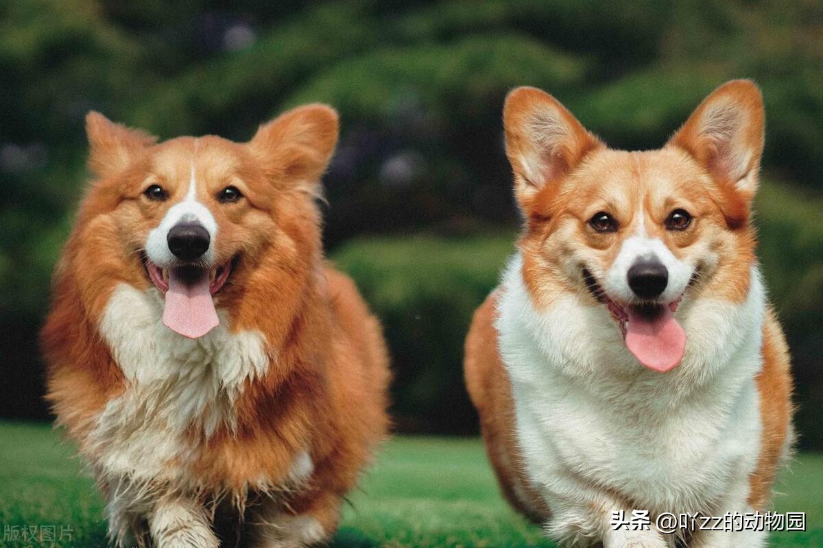 养狗夏天怎么省钱给狗降温,室外养狗如何避免狗中暑