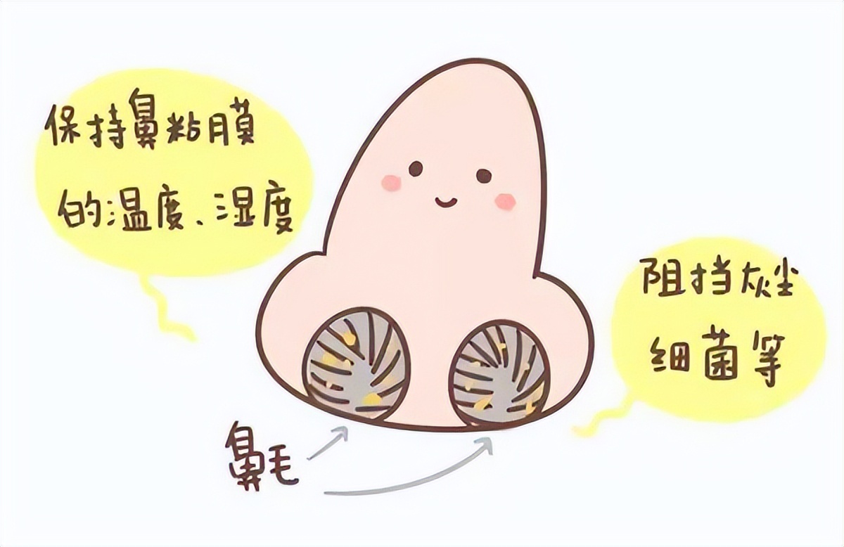 鼻毛总窜出来预示什么,鼻毛总是窜出来怎么解决