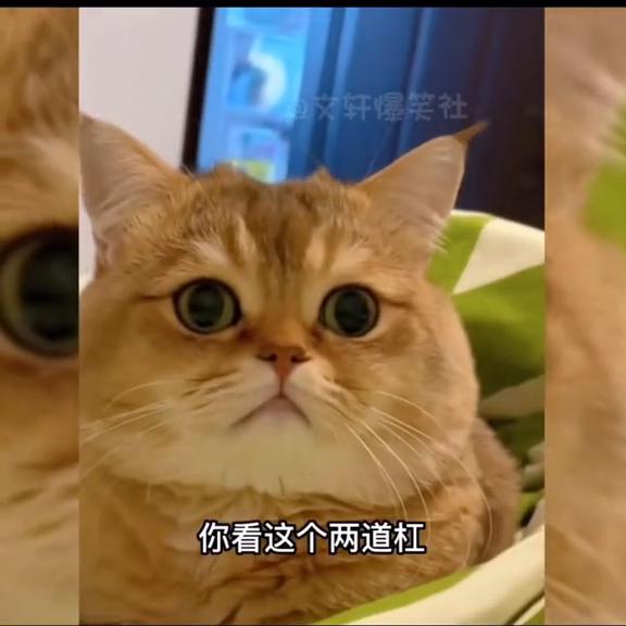 这么可爱的小猫咪你舍得惩罚吗,这么可爱的小猫咪你会分享给谁呢