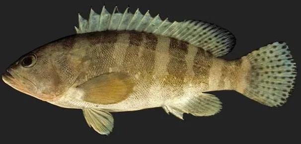 海鲜有什么品种的鱼类好吃,海鲜鱼类名字大全