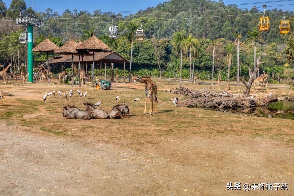 长鹿和长隆动物园哪个更适合幼儿,顺德长鹿与广州长隆动物园