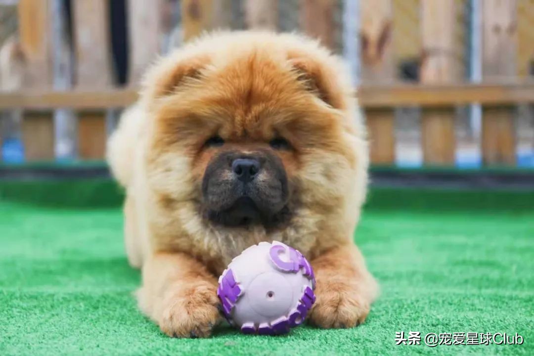 松狮犬是大型犬吗,松狮犬宠物百科