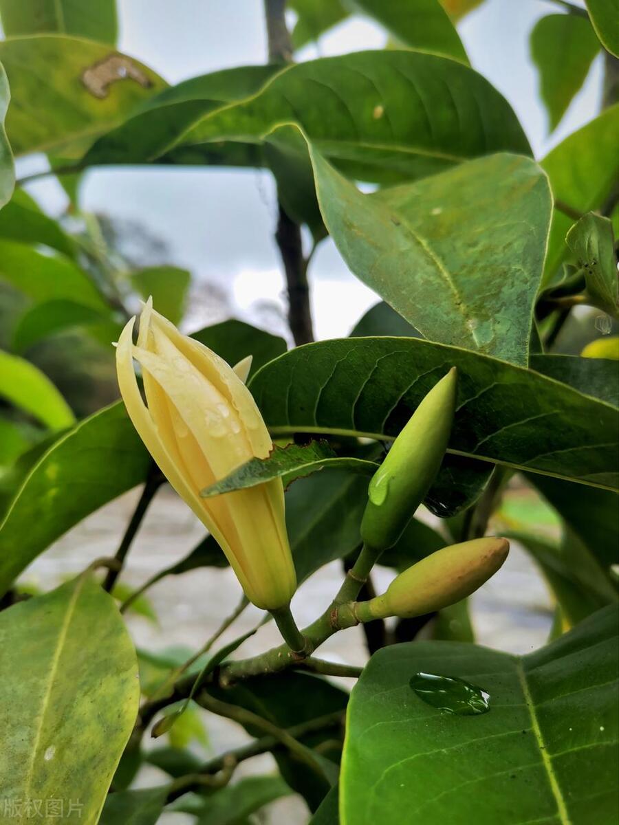 黄角兰花怎么种植,黄角兰与白兰哪个花期长