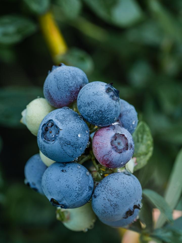 “min”甜爆汁！西瓜、蓝莓、桃子......彭州今夏水果新鲜开摘喽