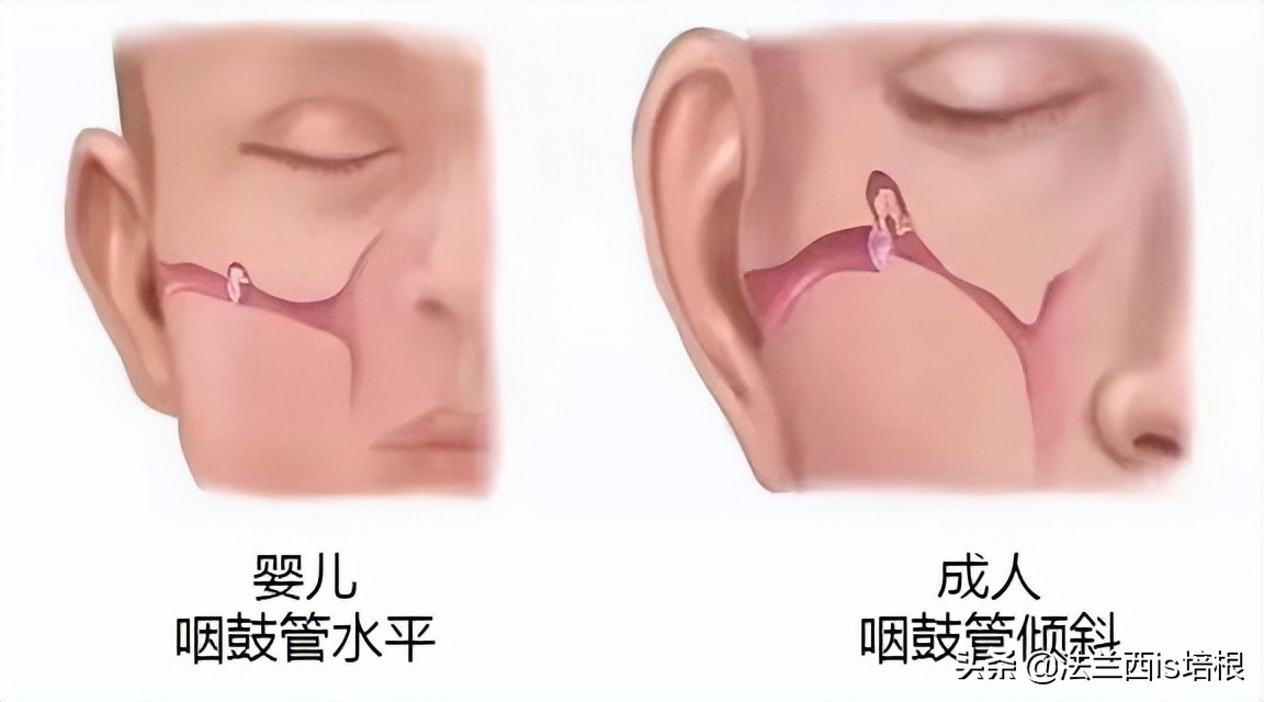 打呵欠为什么鼓膜会膨胀？科学家首次找到证据，解锁人类祖先是鱼
