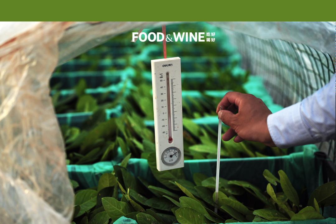 广东香水柠檬10块钱一斤,10块一杯的柠檬茶如何提高单价