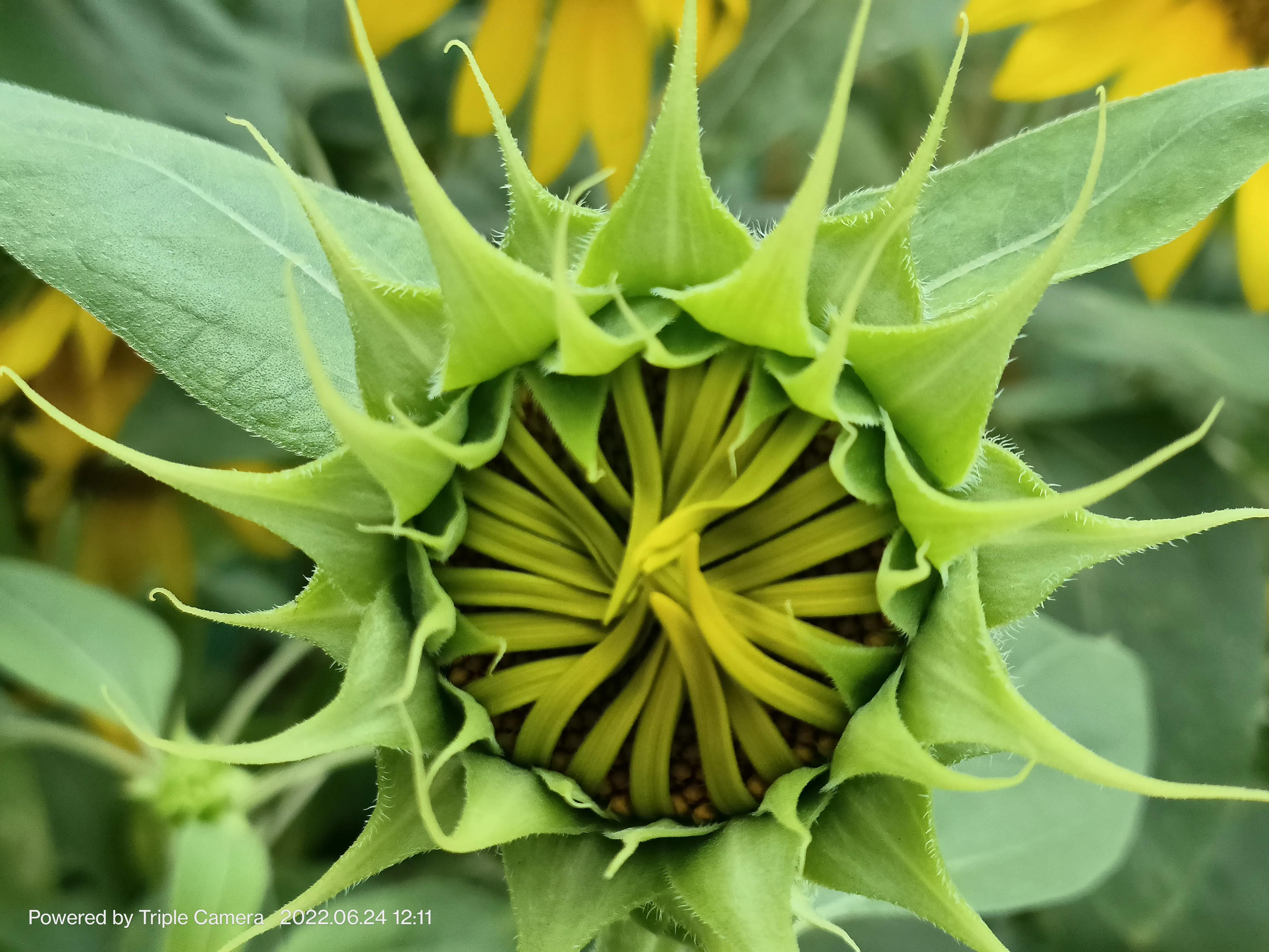 幼儿园门口班牌向日葵吊饰,学校门口的向日葵