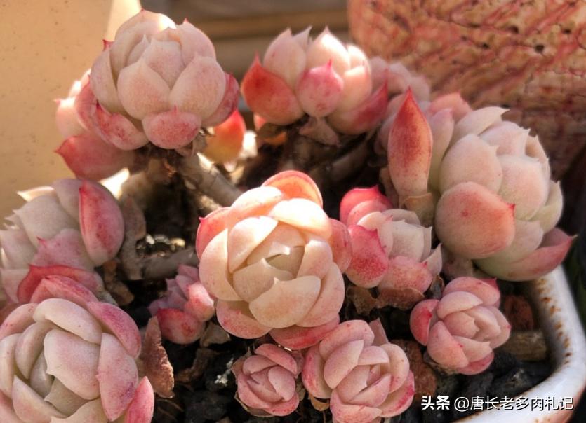 冰梅贝瑞多肉好度夏吗,多肉贝瑞好养还是冰梅好养