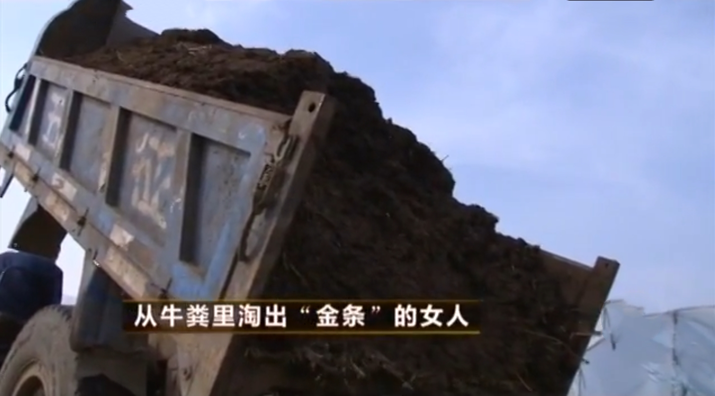 青藏姑娘徒手抓牛粪,中国美女徒手偷牛粪