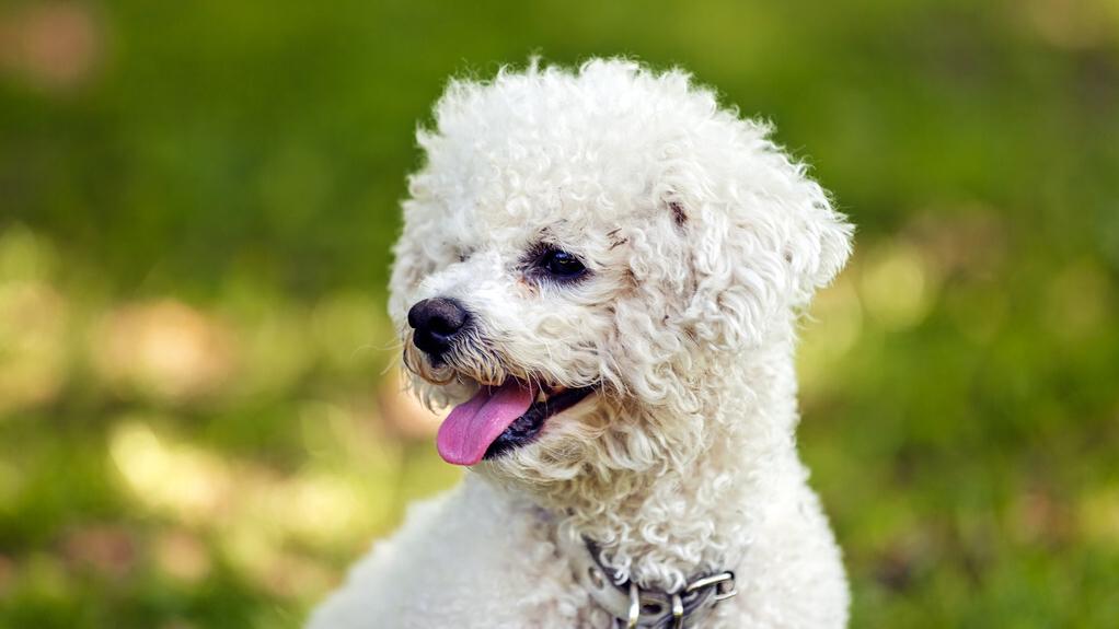 比熊犬泪痕处理方法,比熊犬泪痕特严重怎么办