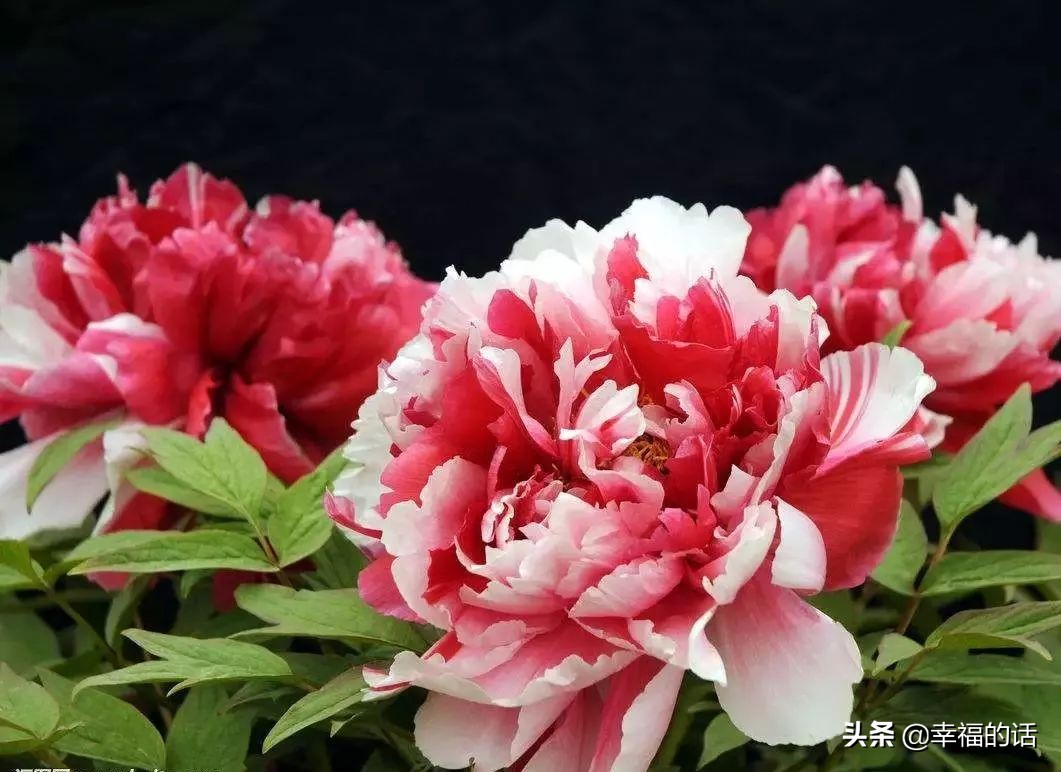 英国国花世界各国的国花,各种国家的国花大全