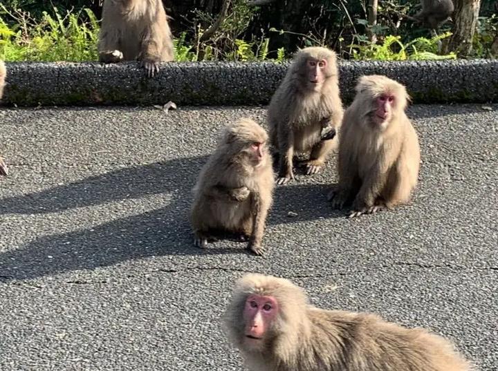 让孩子了解100多种动物的科普知识,为小朋友讲解动物知识