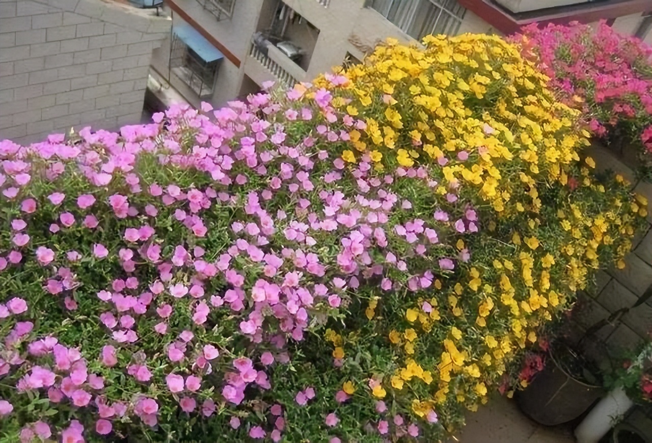 春天养什么花最漂亮也最好养,春天养什么花好看又实用