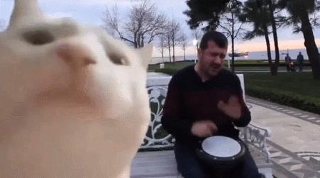 养猫有什么办法驱蚊子,养猫不可以用蚊香怎么驱蚊