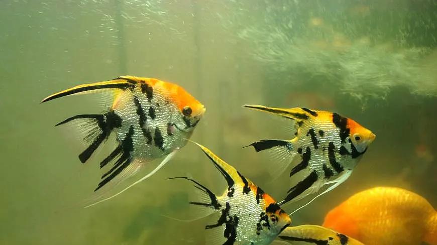 各种漂亮鱼的名称及图片,漂亮可爱的海水观赏鱼