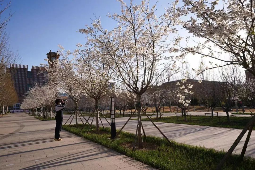 沧州一中回忆录,沧州一中历史简介