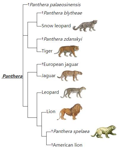 虎年的虎：我从哪里来，要到哪里去？