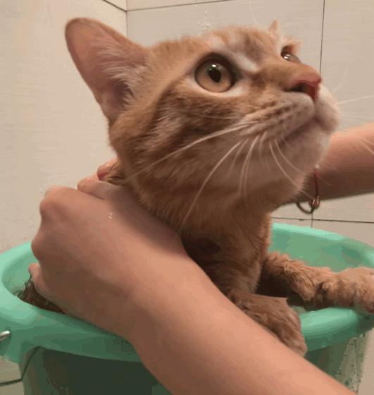 猫咪养久了，劝你别丢，这些后果你承受不了