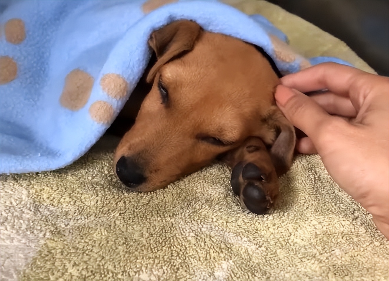 小狗狗被丢弃,狗狗被遗弃后引来众多狗疯狂报复