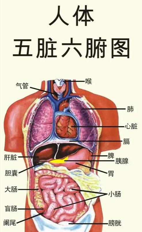 孩子经常拉肚子怎么办？学会中医腹部按摩可以省很大力
