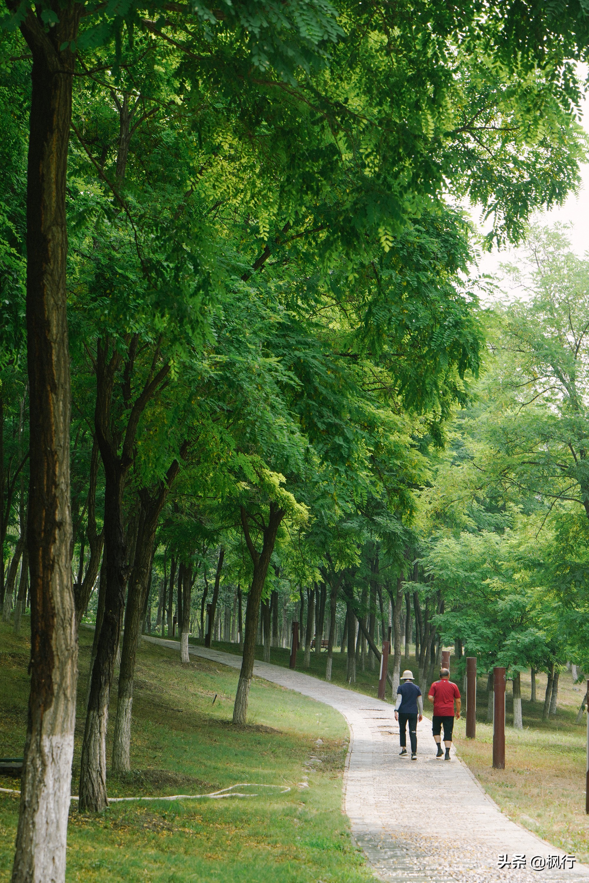 南海公园奈良小麋鹿,奈良小鹿公园麋鹿